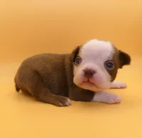 MALE 1, a male Boston Terrier for sale in Brunswick, GA – 2 of 7