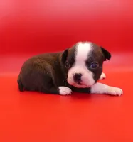 Female 2, a female Boston Terrier for sale in Brunswick, GA – 7 of 7