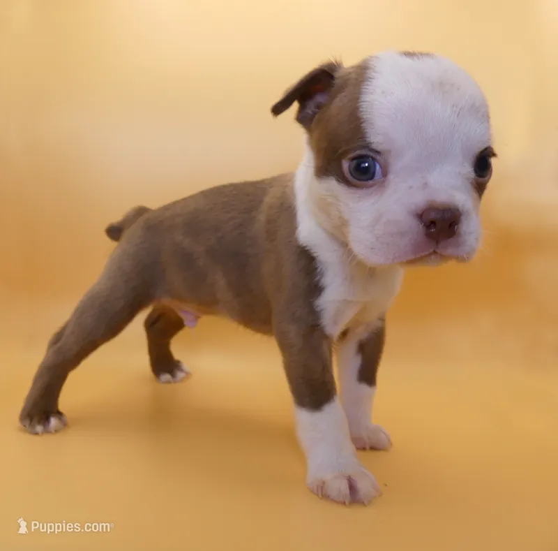 MALE 1 – Boston Terrier puppy for sale in Brunswick, GA