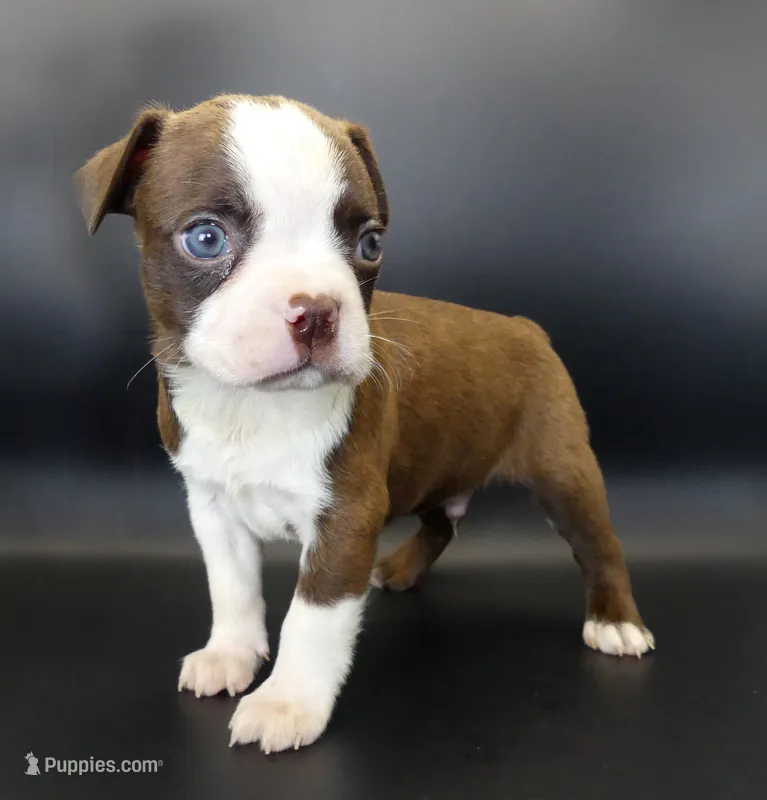 MALE 2 – Boston Terrier puppy for sale in Brunswick, GA