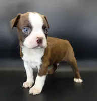 Dark Chocolate Male, a male Boston Terrier for sale in Brunswick, GA – 3 of 7
