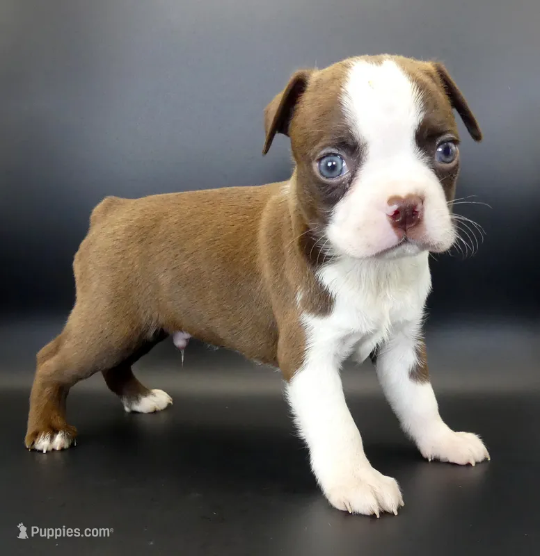 Dark Chocolate Male – Boston Terrier puppy for sale in Brunswick, GA