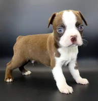 Dark Chocolate Male, a male Boston Terrier for sale in Brunswick, GA – 1 of 7