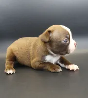 FEMALE 3, a female Boston Terrier for sale in Brunswick, GA – 4 of 7
