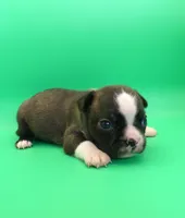 FEMALE 1, a female Boston Terrier for sale in Brunswick, GA – 5 of 7