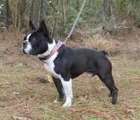 Bubbles, a male Boston Terrier for sale in Brunswick, GA – 2 of 7