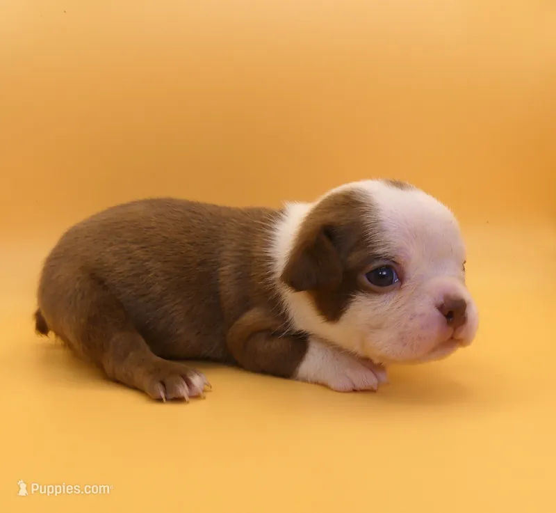 MALE 1, a male Boston Terrier for sale in Brunswick, GA – 1 of 7