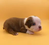 MALE 1, a male Boston Terrier for sale in Brunswick, GA – 1 of 7