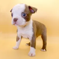 Light Chocolate Male, a male Boston Terrier for sale in Brunswick, GA – 4 of 4
