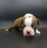 MALE 2, a male Boston Terrier for sale in Brunswick, GA – 4 of 5