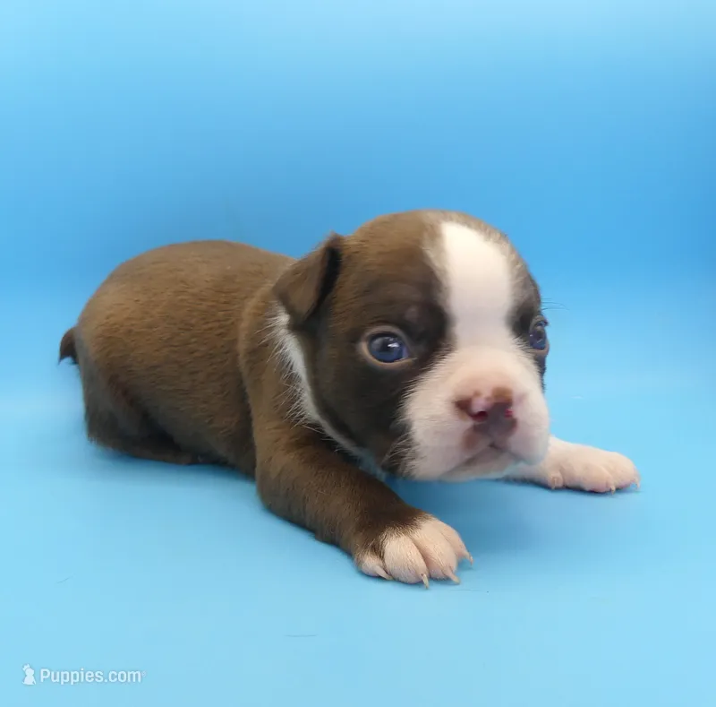 Male 3, a male Boston Terrier for sale in Brunswick, GA – 1 of 7