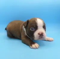 Male 3, a male Boston Terrier for sale in Brunswick, GA – 1 of 7