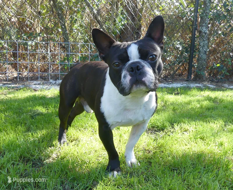 Bubbles – Boston Terrier puppy for sale in Brunswick, GA