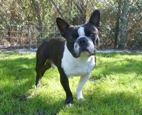 Bubbles, a male Boston Terrier for sale in Brunswick, GA – 6 of 7