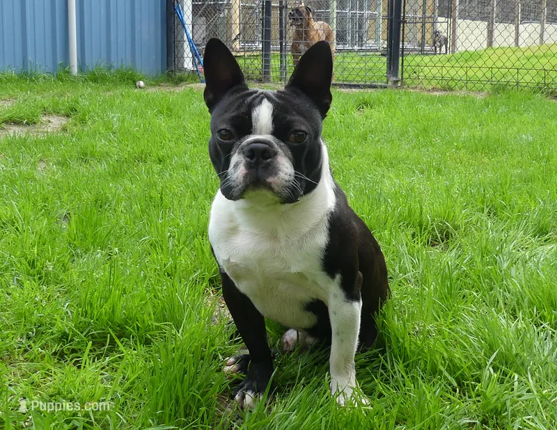 Bubbles – Boston Terrier puppy for sale in Brunswick, GA