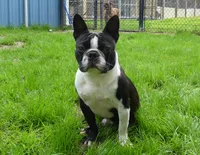 Bubbles, a male Boston Terrier for sale in Brunswick, GA – 3 of 7