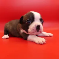 Female 2, a female Boston Terrier for sale in Brunswick, GA – 5 of 7