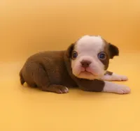 MALE 1, a male Boston Terrier for sale in Brunswick, GA – 7 of 7