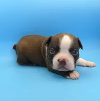 Male 3, a male Boston Terrier for sale in Brunswick, GA – 6 of 7