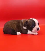 Female 2, a female Boston Terrier for sale in Brunswick, GA – 4 of 7