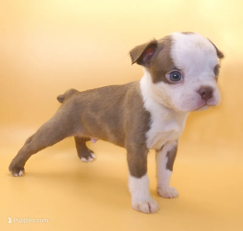 Light Chocolate Male – Boston Terrier puppy for sale in Brunswick, GA