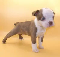 Light Chocolate Male, a male Boston Terrier for sale in Brunswick, GA – 1 of 4