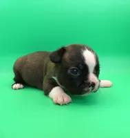 FEMALE 1, a female Boston Terrier for sale in Brunswick, GA – 6 of 7