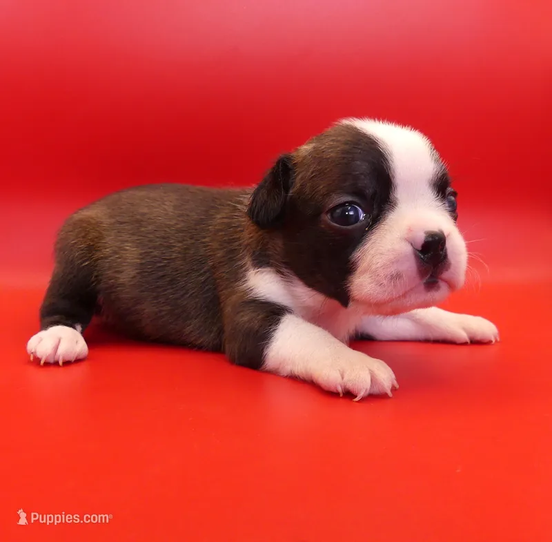Female 2 – Boston Terrier puppy for sale in Brunswick, GA