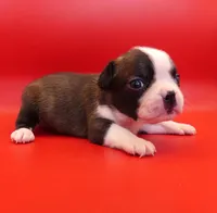 Female 2, a female Boston Terrier for sale in Brunswick, GA – 1 of 7