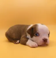 MALE 1, a male Boston Terrier for sale in Brunswick, GA – 4 of 7