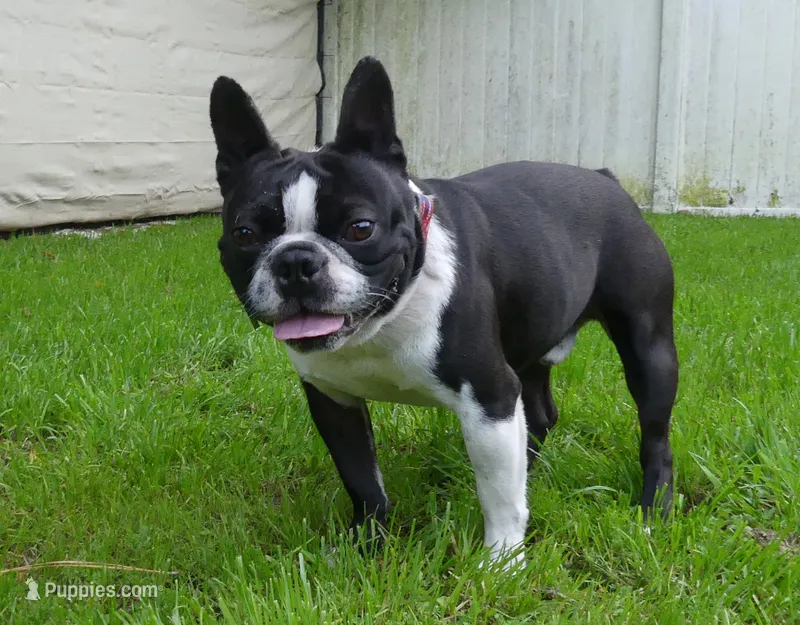 Bubbles – Boston Terrier puppy for sale in Brunswick, GA