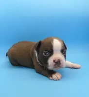Male 3, a male Boston Terrier for sale in Brunswick, GA – 3 of 7
