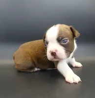 MALE 2, a male Boston Terrier for sale in Brunswick, GA – 5 of 5