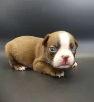 FEMALE 3, a female Boston Terrier for sale in Brunswick, GA – 6 of 7