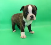 Female 2, a female Boston Terrier for sale in Brunswick, GA – Photo 1 of 5