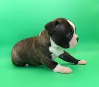 Female 2, a female Boston Terrier for sale in Brunswick, GA – Photo 5 of 5