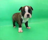 Female 2, a female Boston Terrier for sale in Brunswick, GA – Photo 2 of 5