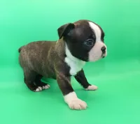 Female 2, a female Boston Terrier for sale in Brunswick, GA – Photo 4 of 5
