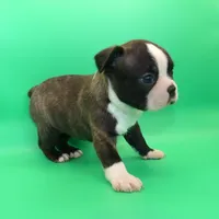 Female 2, a female Boston Terrier for sale in Brunswick, GA – Photo 3 of 5