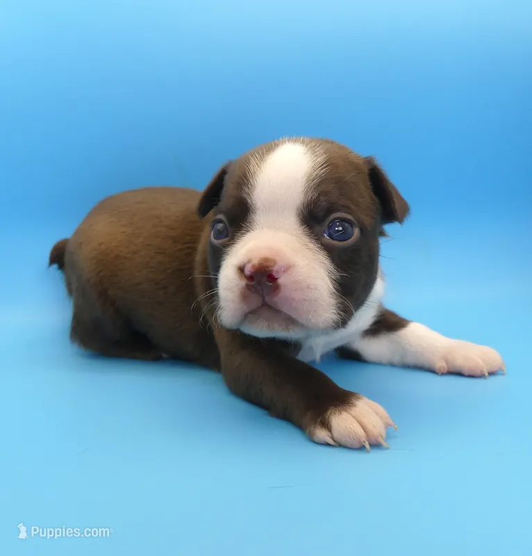 MALE 3 – Boston Terrier puppy for sale in Brunswick, GA