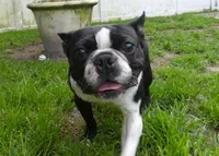 Bubbles, a male Boston Terrier for sale in Brunswick, GA – 7 of 7
