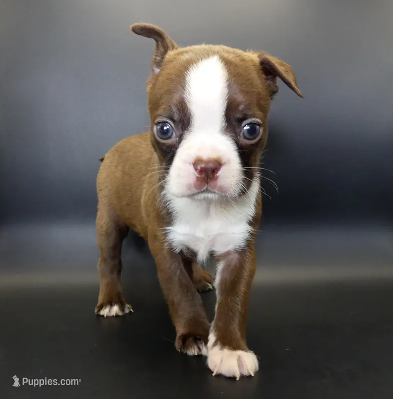 FEMALE 3 – Boston Terrier puppy for sale in Brunswick, GA