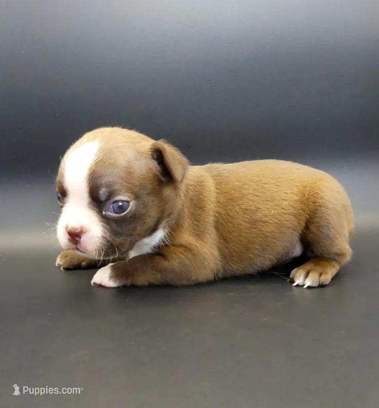 FEMALE 3 – Boston Terrier puppy for sale in Brunswick, GA