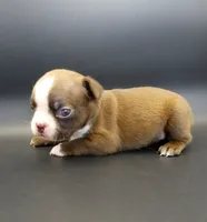 FEMALE 3, a female Boston Terrier for sale in Brunswick, GA – 1 of 7
