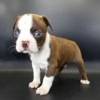 Dark Chocolate Male, a male Boston Terrier for sale in Brunswick, GA – 5 of 7