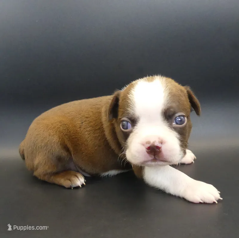 MALE 2 – Boston Terrier puppy for sale in Brunswick, GA
