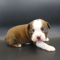 MALE 2, a male Boston Terrier for sale in Brunswick, GA – 2 of 5