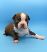 Male 3, a male Boston Terrier for sale in Brunswick, GA – 7 of 7