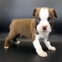 Dark Chocolate Male, a male Boston Terrier for sale in Brunswick, GA – 4 of 7
