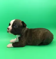 FEMALE 1, a female Boston Terrier for sale in Brunswick, GA – 3 of 7